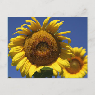 Sonnenblume Postkarte