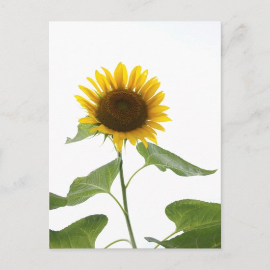 Sonnenblume Postkarte (Vorderseite)
