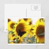Sonnenblume Postkarte (Vorne/Hinten)