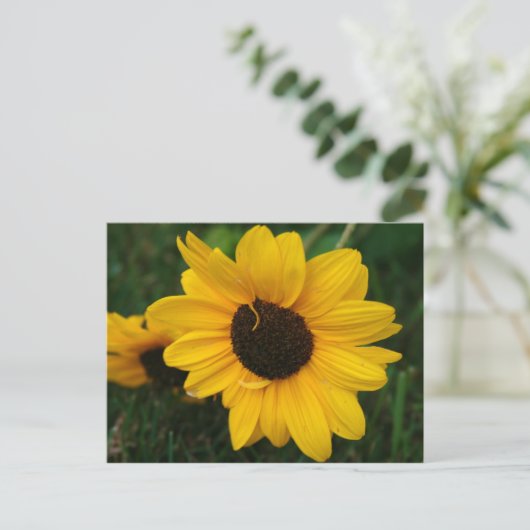 Sonnenblume Postkarte (Stehend Vorderseite)