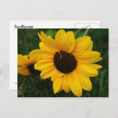 Sonnenblume Postkarte (Vorne/Hinten)