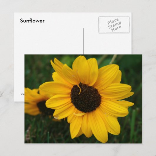 Sonnenblume Postkarte (Vorne/Hinten)