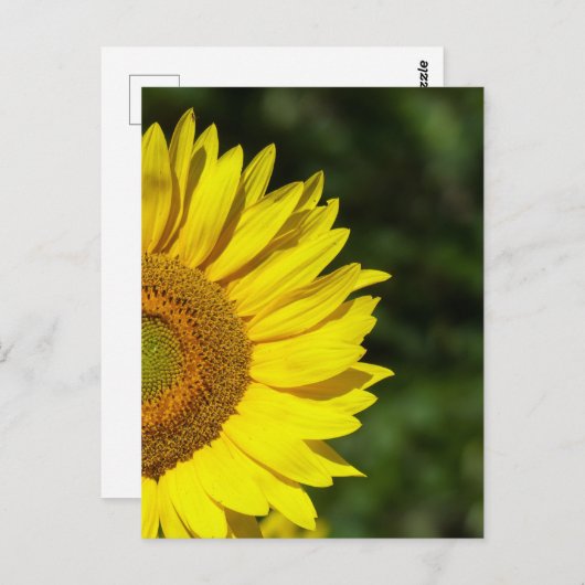 Sonnenblume Postkarte (Vorne/Hinten)