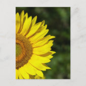 Sonnenblume Postkarte (Vorderseite)