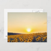 Sonnenblume Postkarte (Vorne/Hinten)