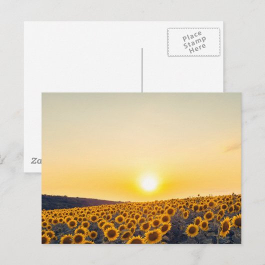 Sonnenblume Postkarte (Vorne/Hinten)
