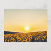 Sonnenblume Postkarte (Vorderseite)