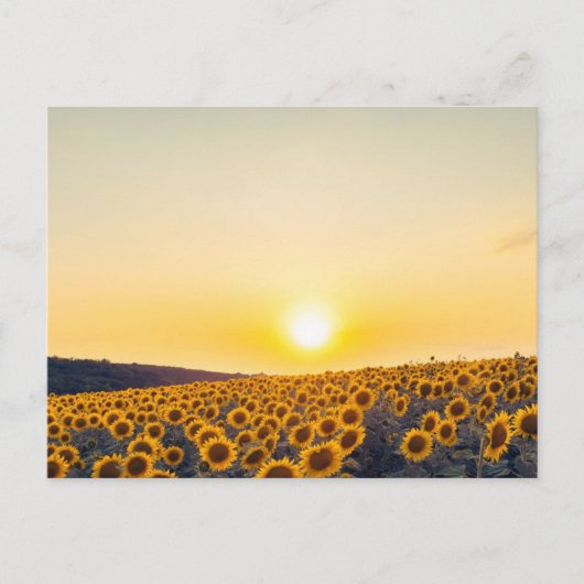 Sonnenblume Postkarte (Vorderseite)