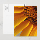 Sonnenblume Postkarte (Vorne/Hinten)