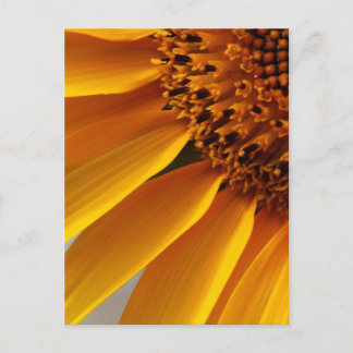 Sonnenblume Postkarte