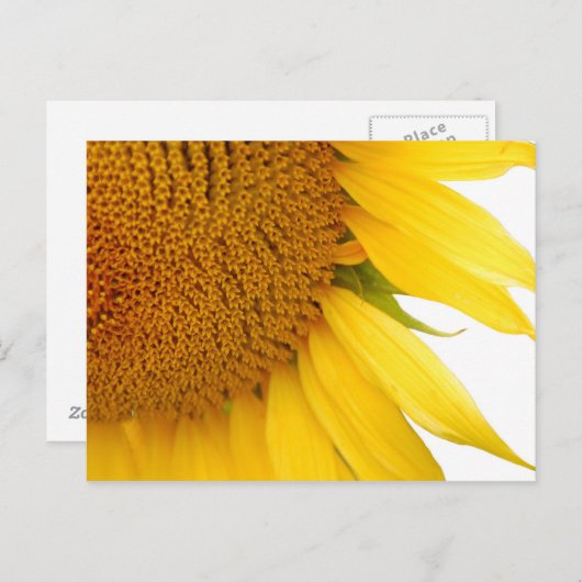Sonnenblume Postkarte (Vorne/Hinten)