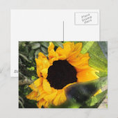 Sonnenblume Postkarte (Vorne/Hinten)