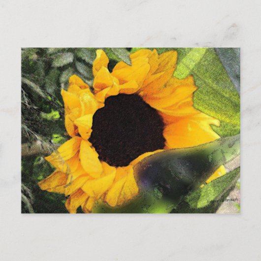 Sonnenblume Postkarte (Vorderseite)