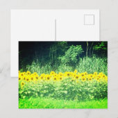 Sonnenblume Postkarte (Vorne/Hinten)