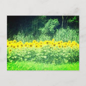 Sonnenblume Postkarte (Vorderseite)