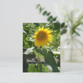 Sonnenblume Postkarte (Stehend Vorderseite)