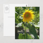 Sonnenblume Postkarte (Vorne/Hinten)