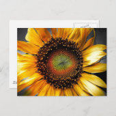 Sonnenblume Postkarte (Vorne/Hinten)