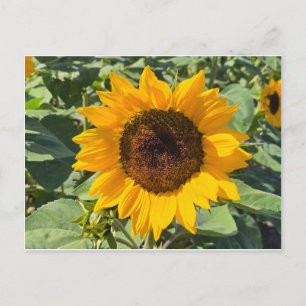 Sonnenblume Postkarte