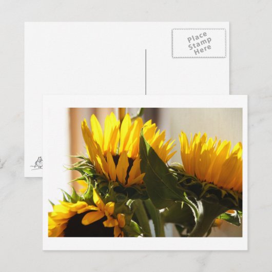 Sonnenblume Postkarte (Vorne/Hinten)