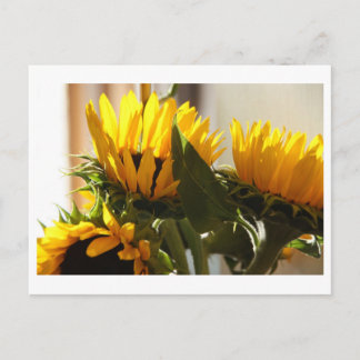 Sonnenblume Postkarte