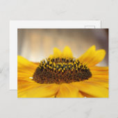 Sonnenblume Postkarte (Vorne/Hinten)