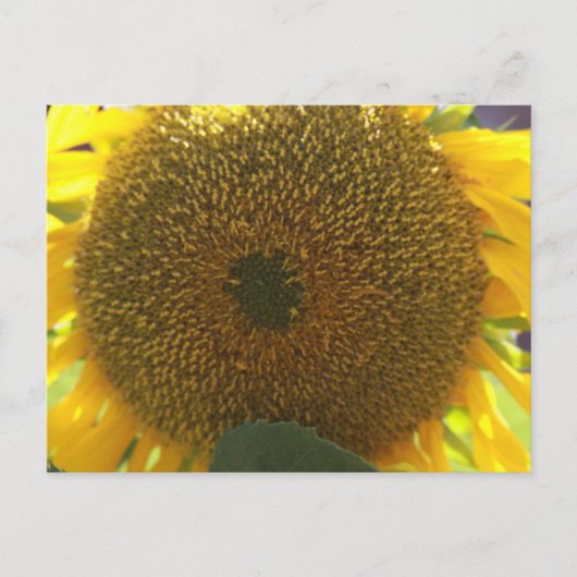 Sonnenblume Postkarte (Vorderseite)