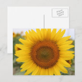 Sonnenblume Postkarte (Vorne/Hinten)