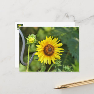 Sonnenblume Postkarte