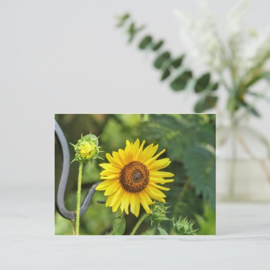 Sonnenblume Postkarte (Stehend Vorderseite)