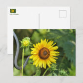 Sonnenblume Postkarte (Vorne/Hinten)