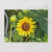 Sonnenblume Postkarte (Vorderseite)