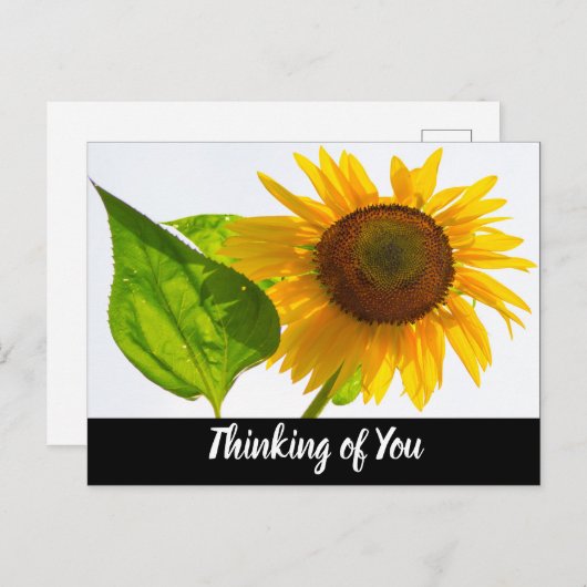 Sonnenblume Postkarte (Vorne/Hinten)