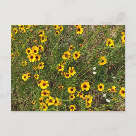 Sonnenblume Postkarte (Vorderseite)