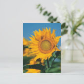 Sonnenblume Postkarte (Stehend Vorderseite)