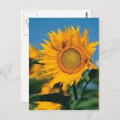Sonnenblume Postkarte (Vorne/Hinten)