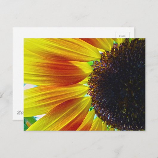 Sonnenblume Postkarte (Vorne/Hinten)