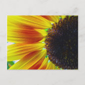 Sonnenblume Postkarte (Vorderseite)