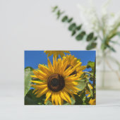 Sonnenblume Postkarte (Stehend Vorderseite)