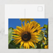 Sonnenblume Postkarte (Vorne/Hinten)