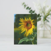 Sonnenblume Postkarte (Stehend Vorderseite)