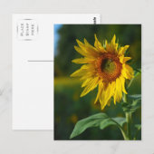 Sonnenblume Postkarte (Vorne/Hinten)