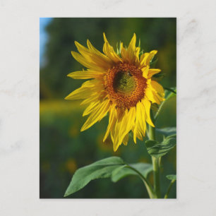 Sonnenblume Postkarte