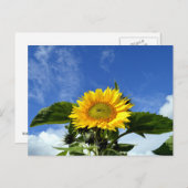 Sonnenblume Postkarte (Vorne/Hinten)