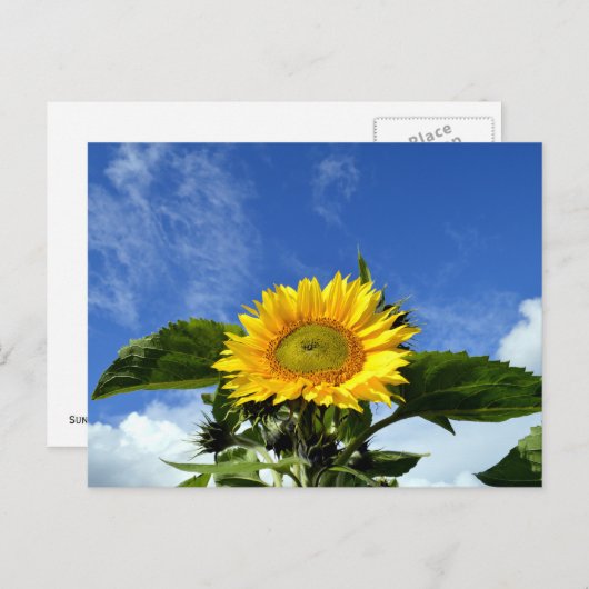 Sonnenblume Postkarte (Vorne/Hinten)