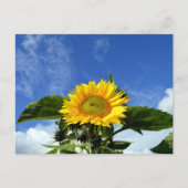 Sonnenblume Postkarte (Vorderseite)
