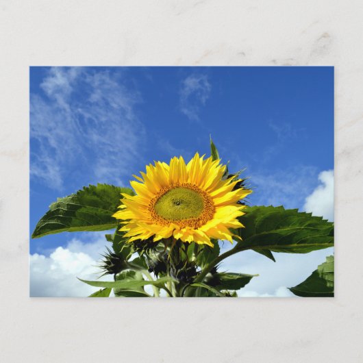 Sonnenblume Postkarte (Vorderseite)