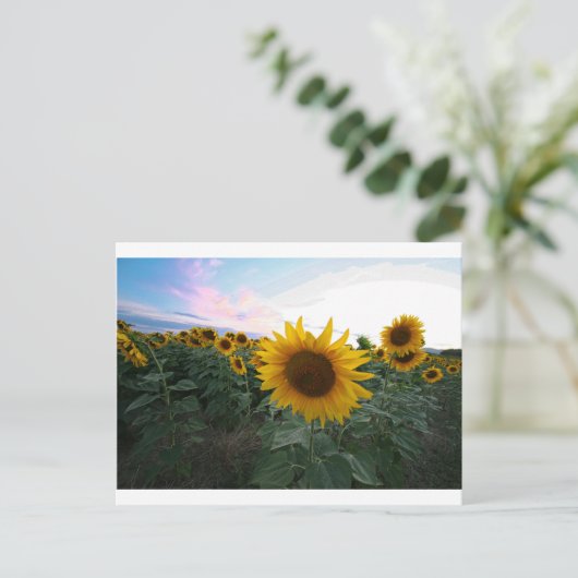 Sonnenblume Postkarte (Stehend Vorderseite)