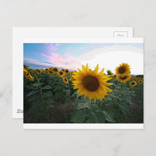 Sonnenblume Postkarte (Vorne/Hinten)