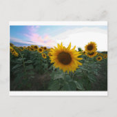 Sonnenblume Postkarte (Vorderseite)